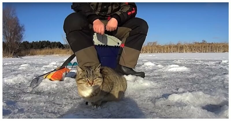 В Сызрани голодная кошка наткнулась на щедрого рыбака