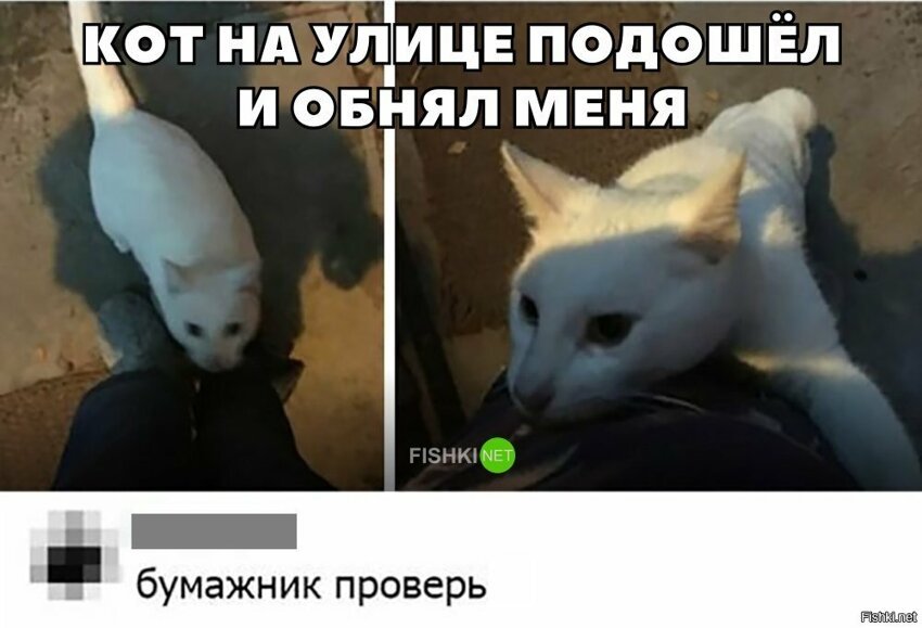 Кот цыган