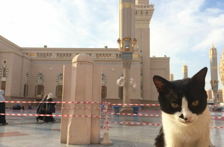Саудовская Аравия: выгуливать кошек и собак