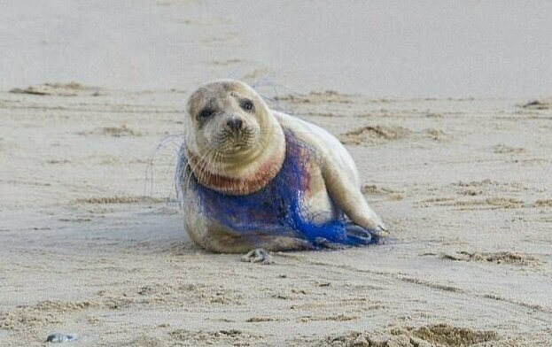 Добровольцам не удалось помочь тюленихе, полузадушенной пластиковой сетью