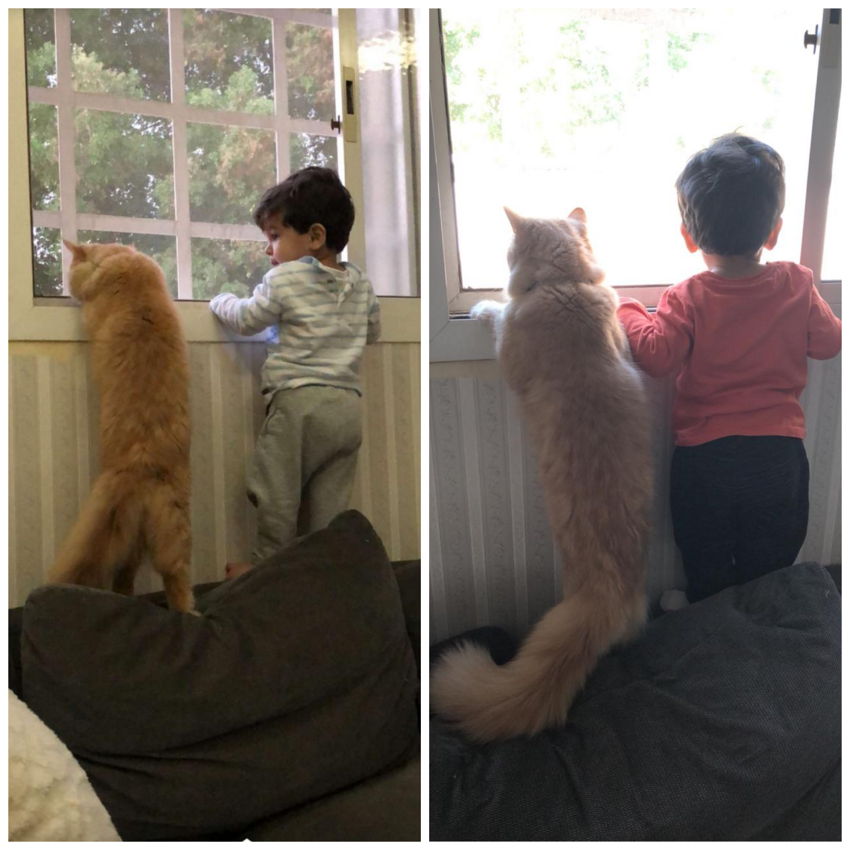 Мальчик и его кот