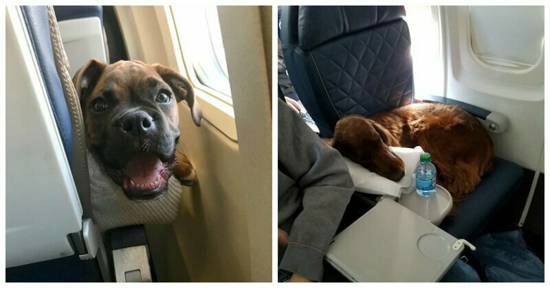 22 причины, почему собак нельзя пускать в самолет