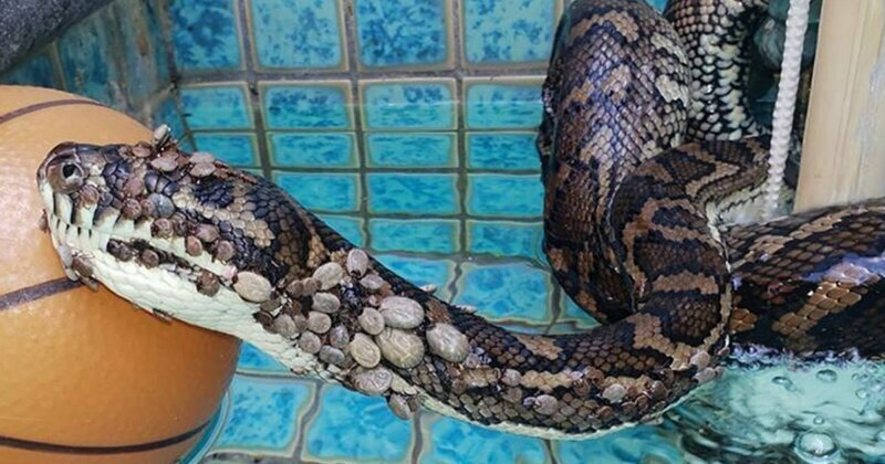 Австралийские ловцы змей нашли в бассейне ромбического питона, тело которого покрывали сотни клещей