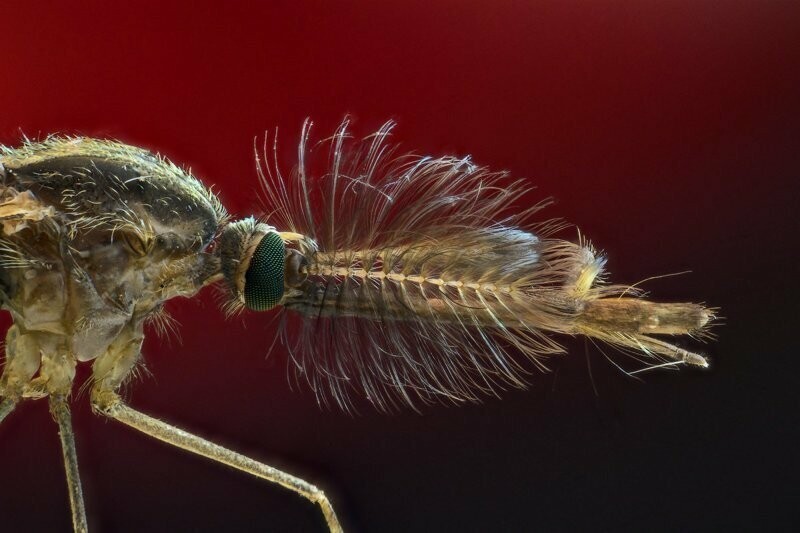 Почему комары пьют кровь и зачем она им нужна?