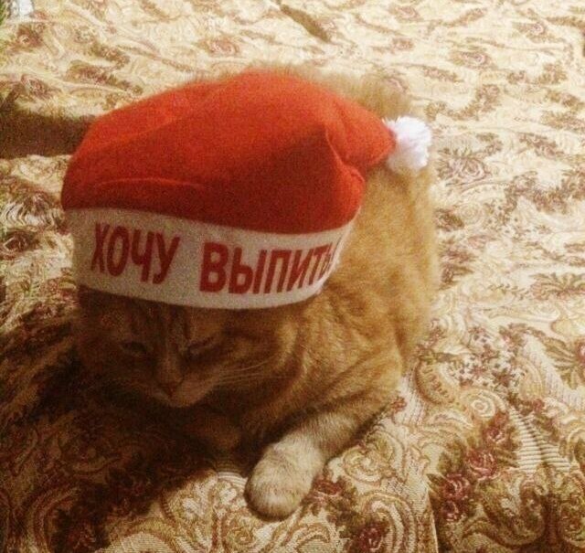 Котовсячина