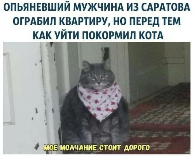 Котовсячина