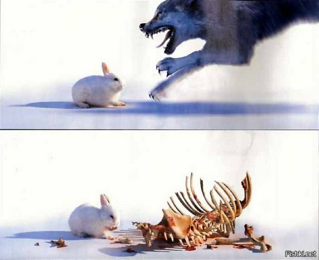 Не бесите кролика сереньким бочком