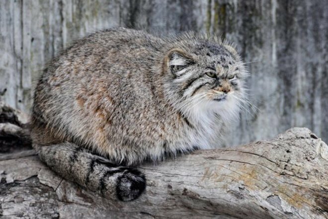 Кот загрыз троих грабителей из Озерска