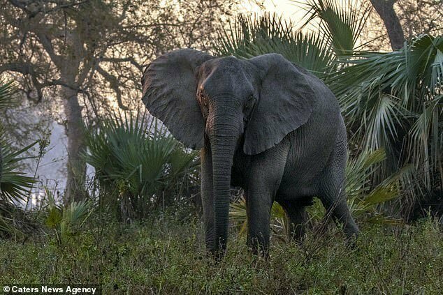 Почему мозамбикские слоны перестали отращивать бивни