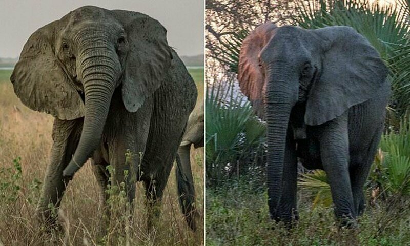 Почему мозамбикские слоны перестали отращивать бивни