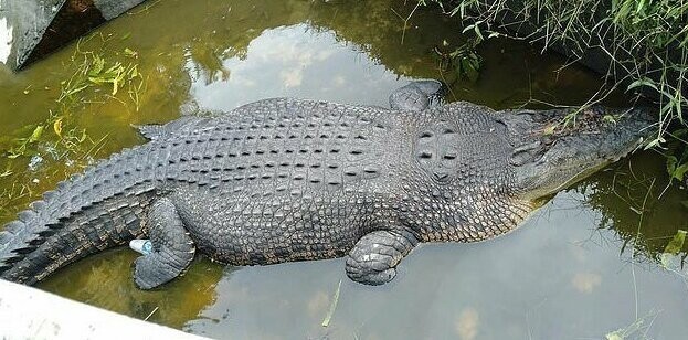 Лабораторный крокодил во время кормления сожрал ученую