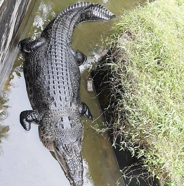 Лабораторный крокодил во время кормления сожрал ученую