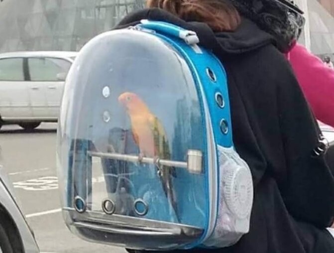 С таким рюкзаком прогулки попугая стали возможны