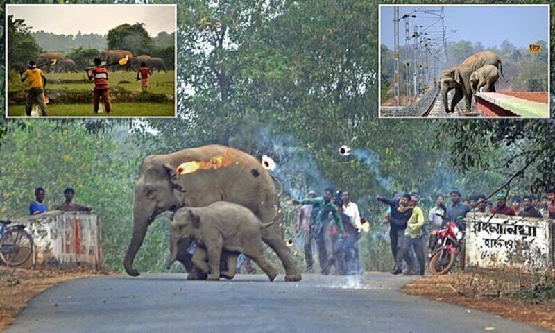 Индусы забросали слонов огнем, выгоняя их с обжитых мест