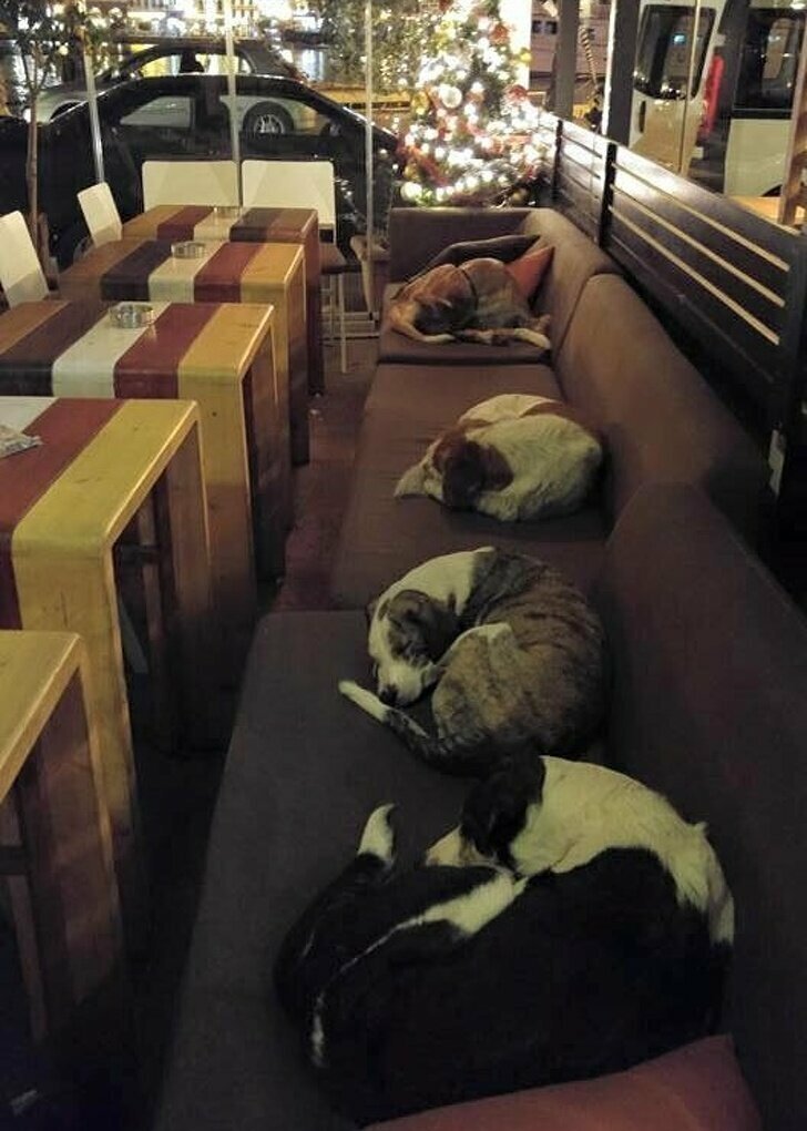  Каждую ночь кофейня в Греции пускает бездомных собак погреться, чтобы те не замерзли на улице 