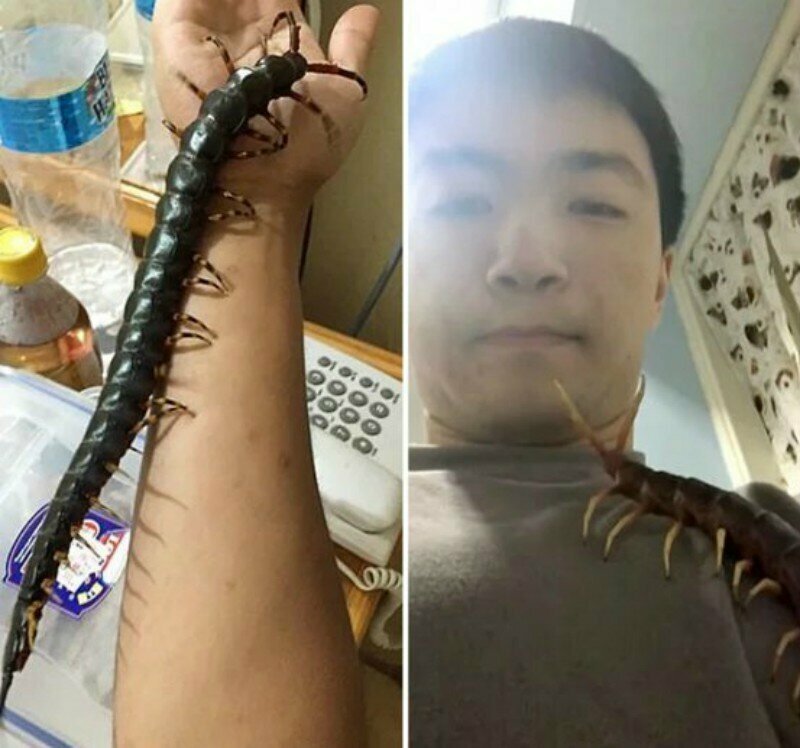 Тайваньский студент души не чает в своей жуткой питомице - гигантской сколопендре