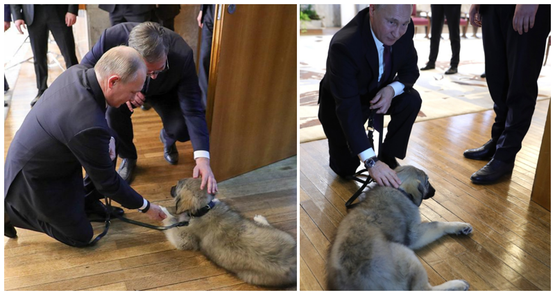 Президент Сербии подарил Путину щенка по имени Паша