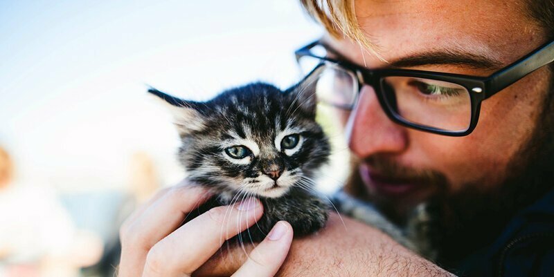 «Мой котенок сводит меня с ума!»