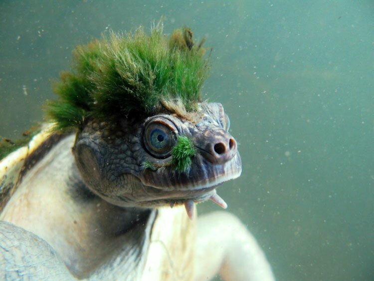 А черепаха какая стильная! С причёской. И ничего что цвет зелёный