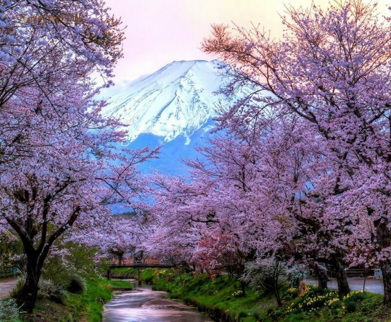 В Японии названы даты цветения сакуры