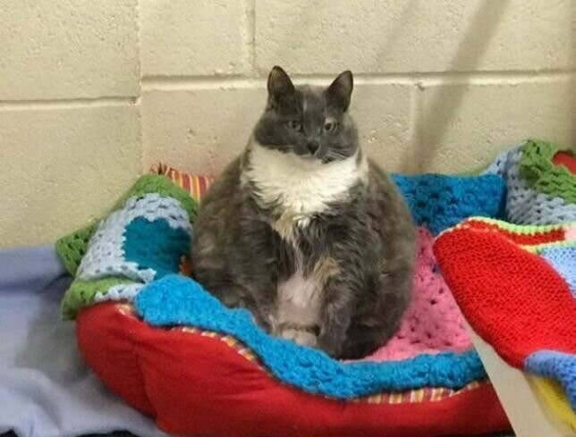 Самая толстая кошка Британии в четвёртый раз вернулась в приют