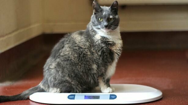 Самая толстая кошка Британии в четвёртый раз вернулась в приют