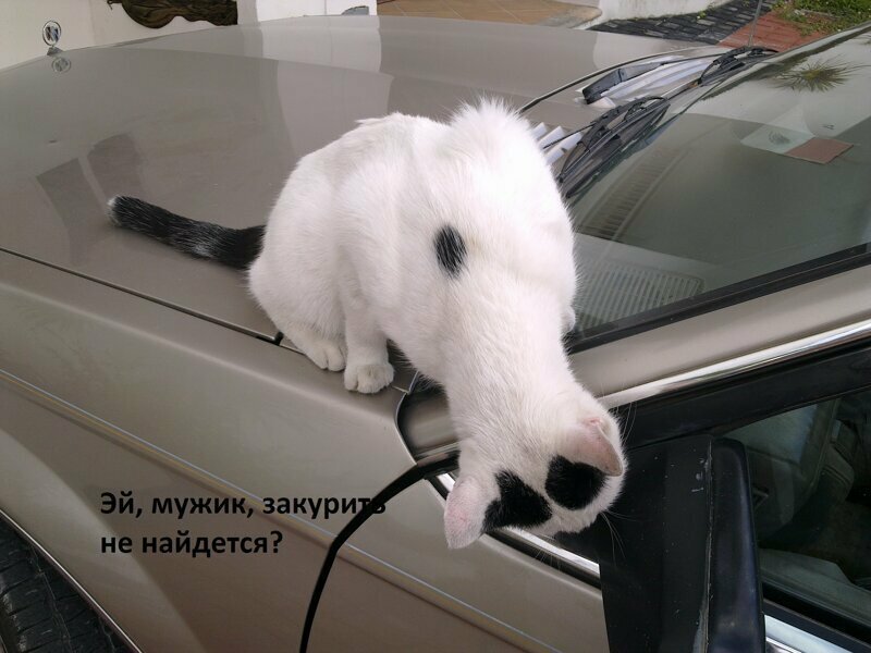 Юмор и животные 1