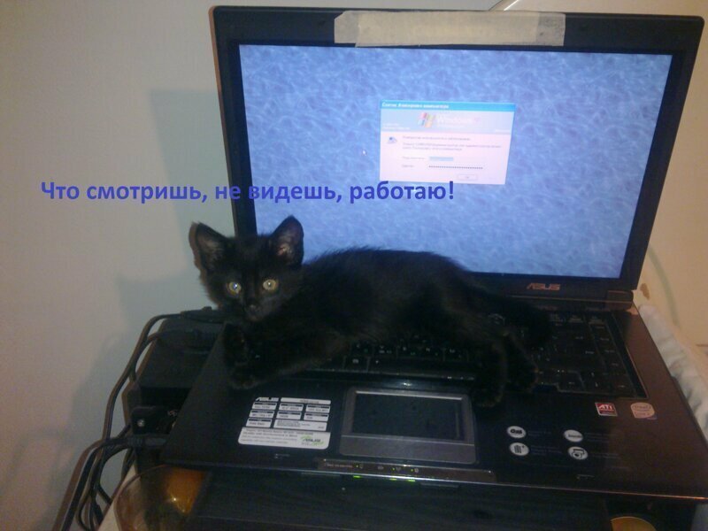 Юмор и животные 2