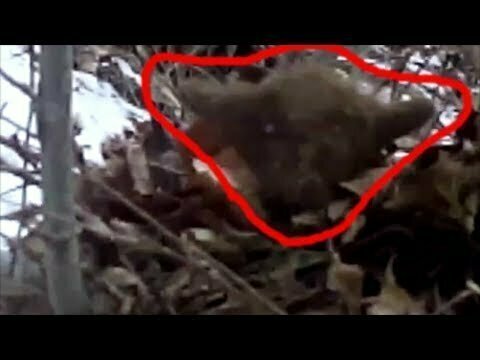 Странное существо голлум напугало охотника в лесу азербайджане 
