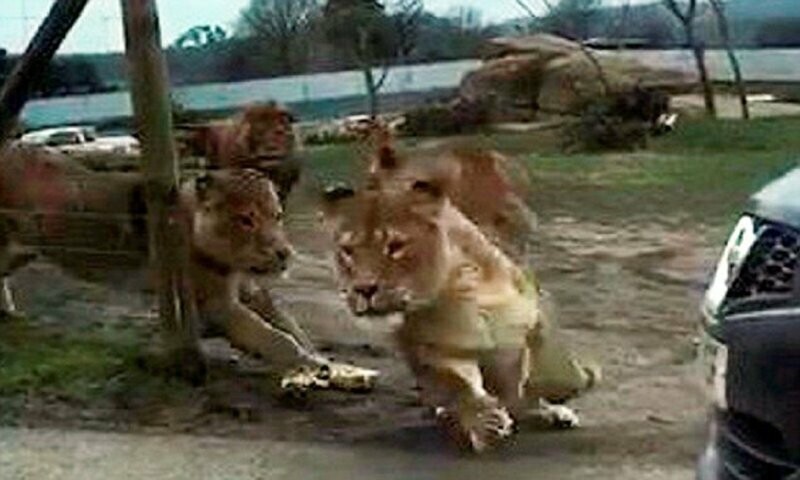 В прошлом году львы напали на машину с детьми в сафари-парке