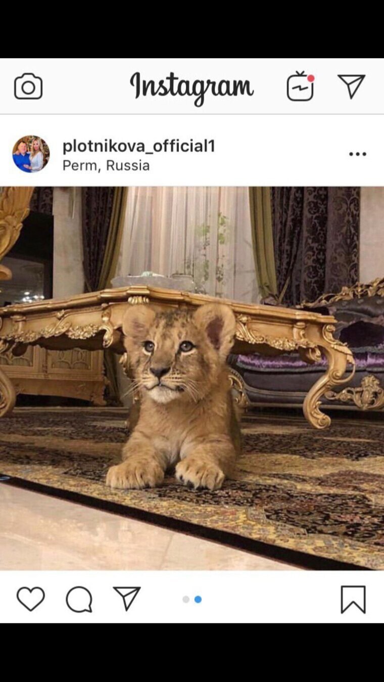 Супруга пермского депутата завела львенка и сдает его в аренду