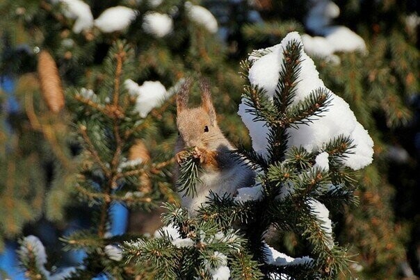 Зверские фото