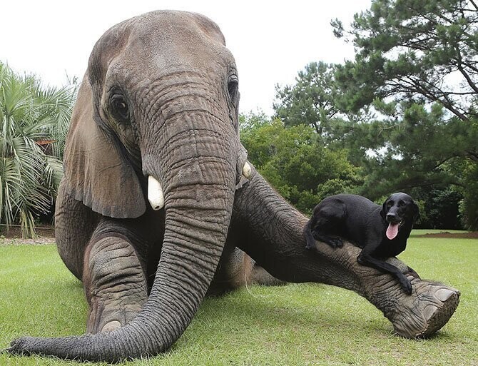 Африканский слон и лабрадор