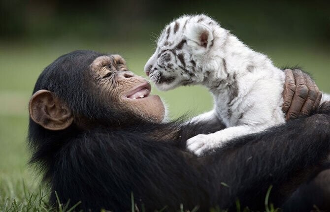 Шимпанзе и тигрёнок