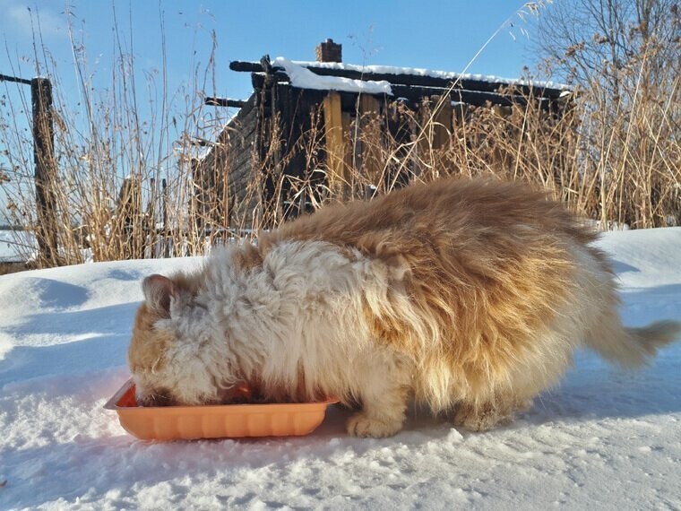 На Урале кот полтора года ждет погибших хозяев на пепелище