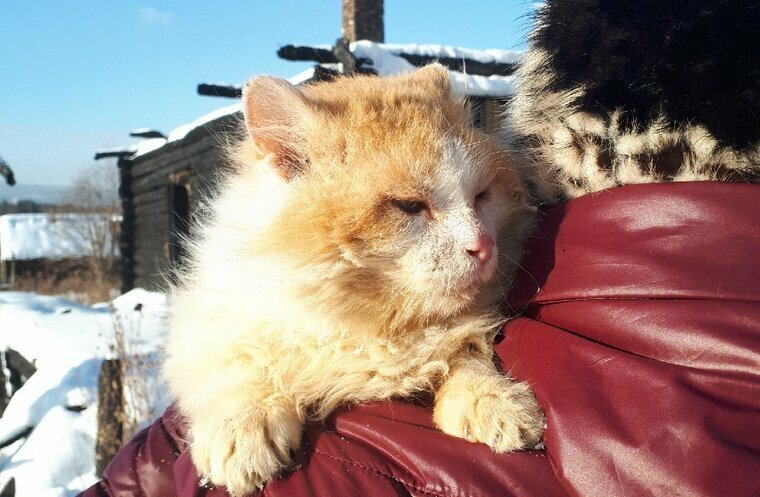 На Урале кот полтора года ждет погибших хозяев на пепелище