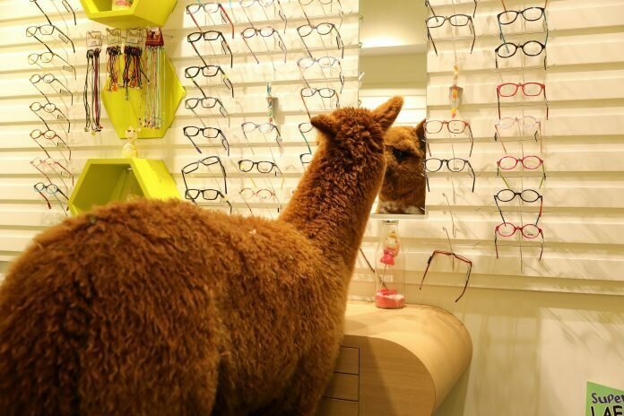  Красотка решила, что ей нужны новые модные очки и, естественно, пошла в местную оптику