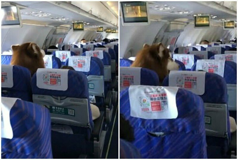 Авиакомпания пустила на рейс огромного маламута