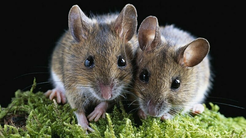Ученые: Убаюкивание улучшило качество сна мышей