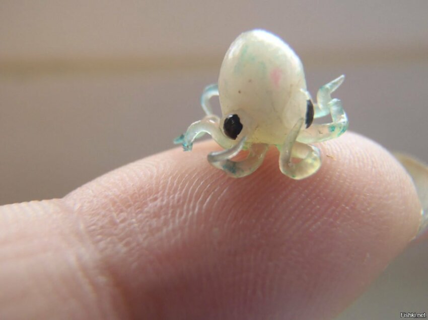 Детеныш осьминога рождается размером примерно с блоху