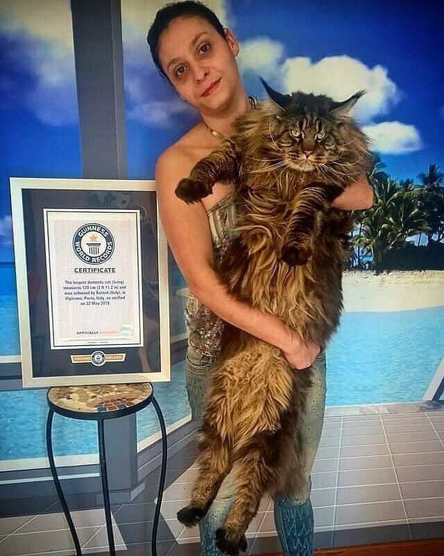 22 мая 2018 года он был официально помещён в Книгу рекордов Гиннеса как самый длинный домашний кот