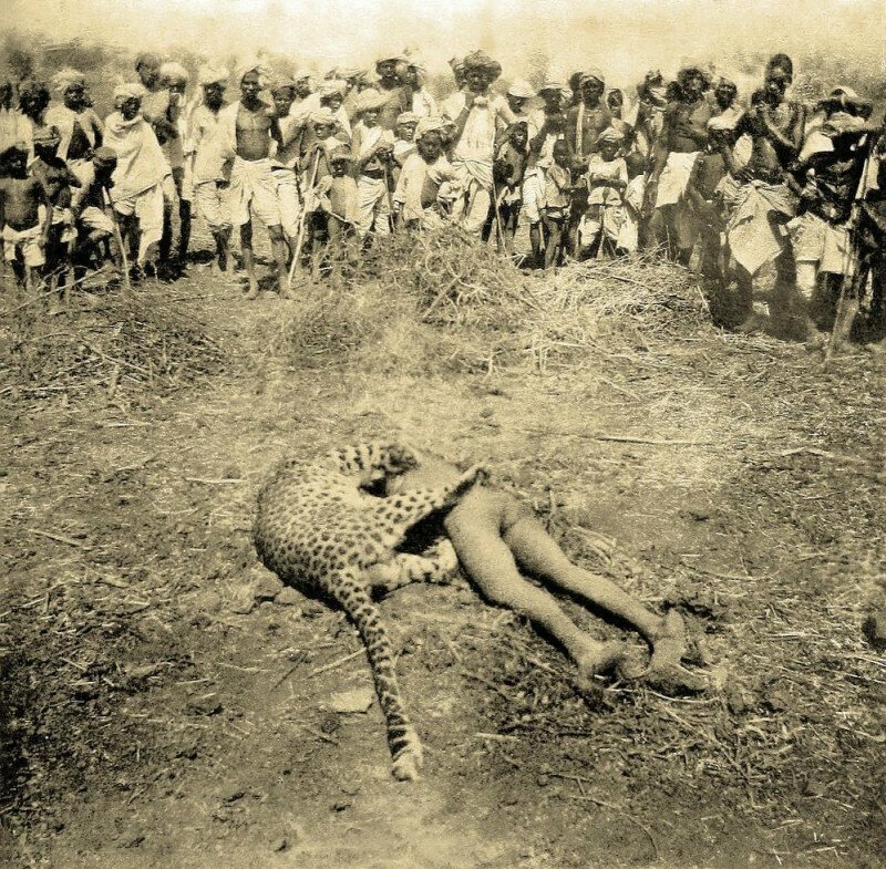 Застреленный леопард вместе со своей последней жертвой - ребёнком. По крайней мере он убил 20 человек. Индия, 21 апреля 1901 года