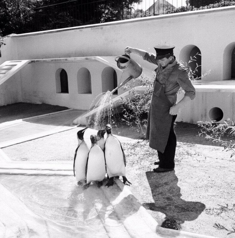 Смотритель зоопарка освежает пингвинов, 1930 г.