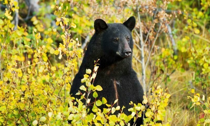 Трехлетний малыш заблудился в лесу, и его спас медведь