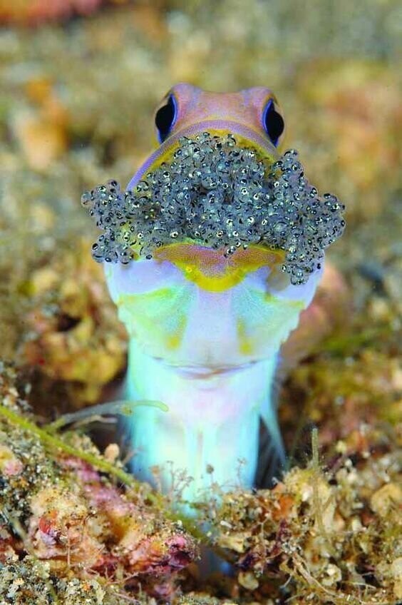 Самцы  рыбы Jawfish, превращают свой рот в гнездо, где носит икру, отложенную его партнером