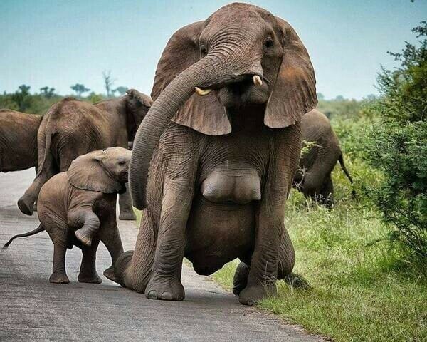 И слоновья грудь