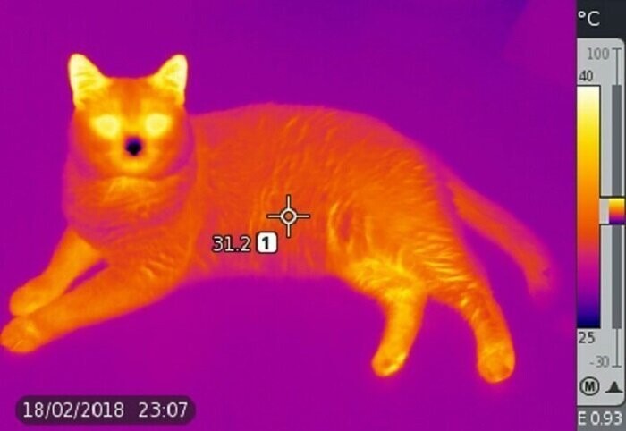 Так выглядит кот в объективе тепловизора