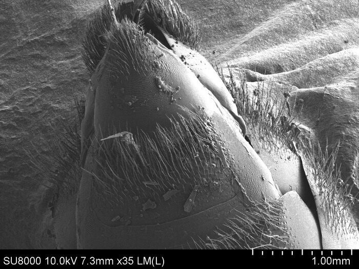 Вот как выглядит попа пчелы, если посмотреть на нее под электронным микроскопом