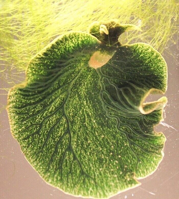 Кажется, что это обычный листик. На самом деле это моллюск — единственное животное, у которого обнаружили способность фотосинтеза