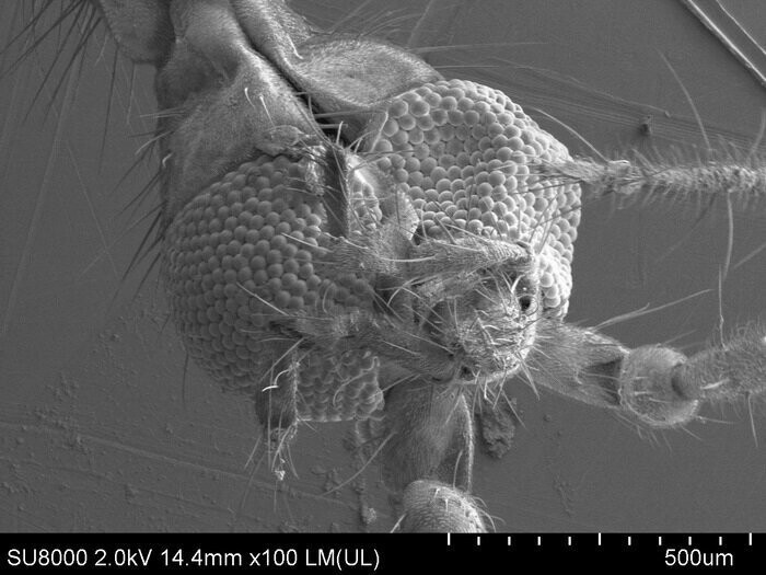 Ночной кровопийца — комар под электронным микроскопом